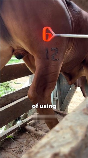 Why Your Cattle Need Freeze Branding Instead of Hot ❄️ #cattle #farming #shorts