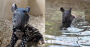 1st Male Tapir Born At S’pore Night Safari In Nearly 10 Years Is So Cute I Wanna Squish        It
