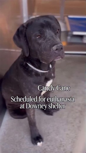 Pet Pardon®️ on Instagram: "Thank you @share.for.love for the post 📣 Extremely urgent beautiful Candy Cane is cleared for euthanasia at Downey shelter Final notice expired on 1/26 🚨 Candy is now out of time and needs urgent help via adoption or foster and reputable rescue to be saved! #A5748321 1 year old, spayed Cane Corso, 69 lbs Stray on 01/08/26 Candy Cane is a wiggly, affectionate girl who greets people with a relaxed, happy demeanor. She’s easy to handle with a little coaxing, enjoys bei
