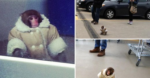 IKEA Monkey | Know Your Meme