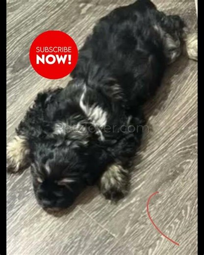 American Cocker Spaniel puppy ready to become your perfect companion!
