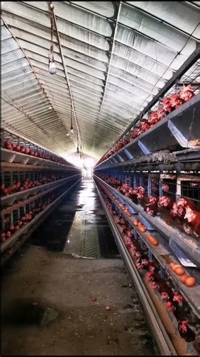 Why Are Galvanized H Type Chicken Cages Ideal For Long Term Use On Poultry Farms In Ethiopia