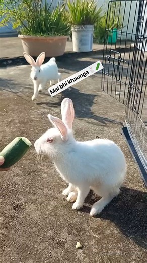 Rabbit viral video 🐇🥰 - #rabbit #rabbits #babyrabbit #shorts #short #cuterabbit #beautiful