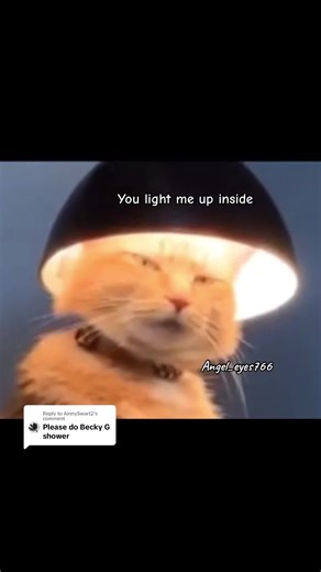 Replying to @AinnySwart2 shower 😺🎶 #onrequest #fyp #foryou #cutecats #fun #creatorsearchinsights #friends #love