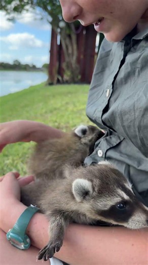 Look at these 2 baby raccoons - given a second chance as they are rescued and nurtured! 🦝🌍