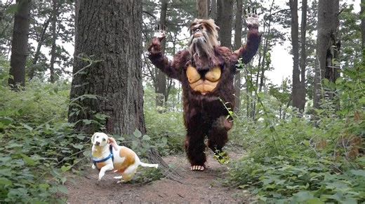 Dogs encounter Bigfoot in a funny prank setup