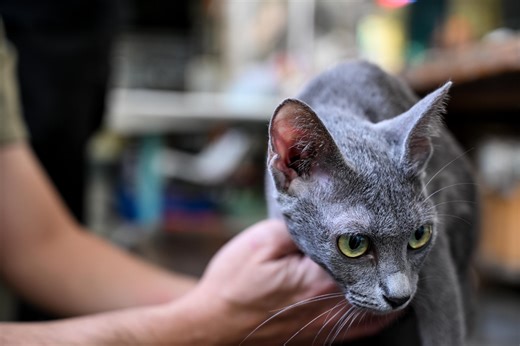 Thailand's native cats recognised as national symbols