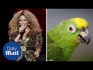 'If I were a boy': Chico the Amazon parrot hits all the right notes singing hit Beyonce song
