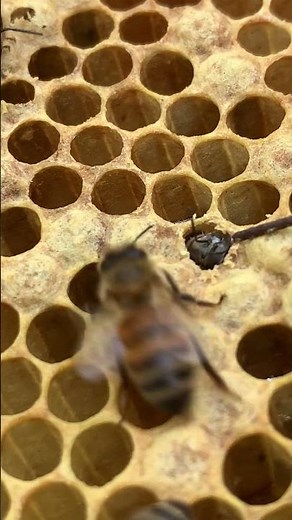 New Worker Bee Emerges 🐝✨ First Moments of Life #Shorts
