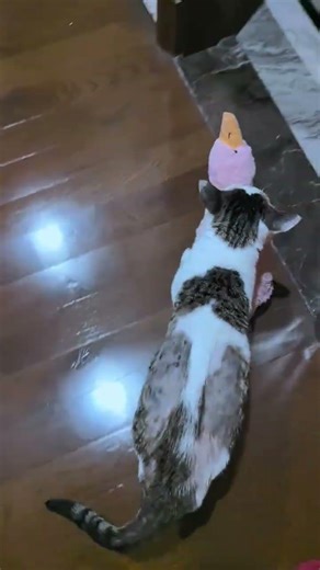 Dad's Cat vs. The Naive Yellow Kids: Who's More Well-Behaved