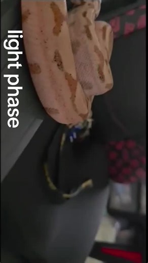 boas definitely change color depending on mood, hormones, and shed cycles. you may notice that your boa will go between light and dark phases. this is the same animal, and one of my biggest color changers. my hypo Jungle het blood (Mahogany). #Boas #BoaKeeper #Reptiles #Snakes #BoaConstrictor