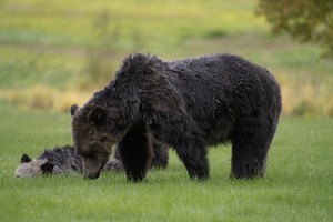 Discover British Columbia's Great Bear Rainforest - The Weather Network