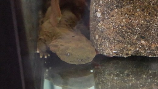 10K views · 194 reactions | Let's chat about eastern hellbenders! 年 Behind-the-scenes, the Fort Wayne Zoo works to hatch and release eastern hellbenders with the help of conservation partners such as Purdue University, Indiana DNR, and other organizations. Learn more about our most recent release in southern Indiana's Blue River  | Fort Wayne Zoo | Facebook