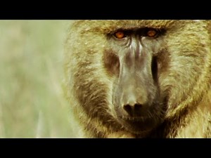 Fatal Encounter with Baboon and Gazelle | Bad Natured | BBC Earth