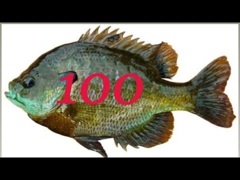 Catching 100 Bluegill with a net