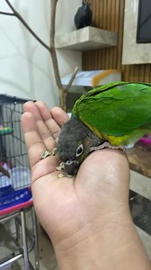 “Hand-Tame Parrot Showing Love | Cute & Friendly Parrot Moments...
