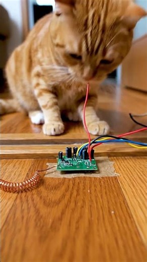 Day 131 RFID Scanner Trap Tracks and Traps Mouse's Entry Pattern