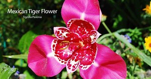 Mexican Tiger Flower: How To Care For The Tigridia Pavonia -