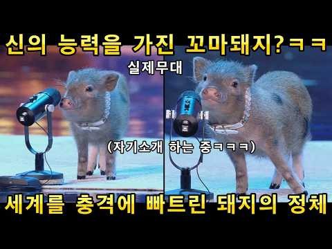 와 미쳤다! 전세계가 난리난 신의재능을 가진 꼬마 돼지의 무대! 이건 진짜 초능력이잖아!ㅋㅋㅋ(해외반응)ㅣ갓탤런트 GOT TALENTㅣ소마의리뷰