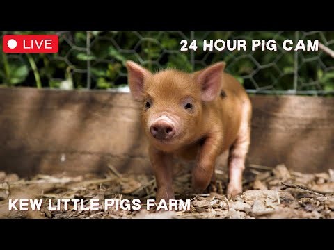 Micro-Pigs 24/7 - Adorable miniature pig petting farm