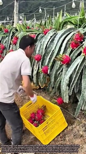 Scientific Harvesting Techniques for Dragon Fruit Crops in Agriculture