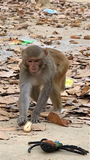 The curious monkey is scared of the toy spider. #monkey #animallife #animals