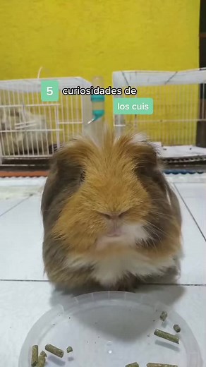 Curiosidades de los Cuyos: Datos Sorprendentes sobre estos Tiernos Animales