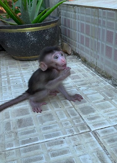 46K views · 797 reactions | #newbornmoneky #smartmonkey #topvideoreel #viralvideo #poormonkey | Monkey Lol | Facebook