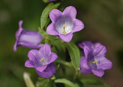 How to Care for Purple Campanula