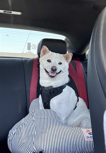 Chowder the Shiba on TikTok