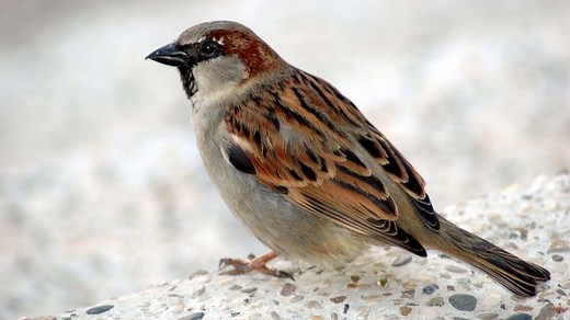 Where have all the sparrows gone?