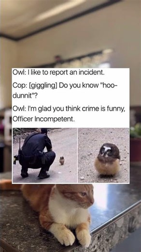 Owl: I like to report an incident.Cop: [giggling] Do you know “hoo-dunnit"?Owl: I'm glad you think