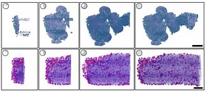 Open-source software enables researchers to visualize nanoscale structures in real time – Lifeboat News: The Blog