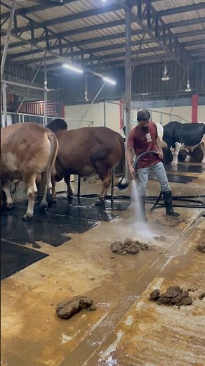 The process of cleaning dung on a cow farm at night#cowdung #cleaning #cowfarm #farming