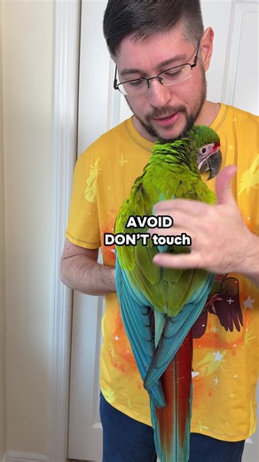 Understanding Parrot Touch Areas: What to Avoid