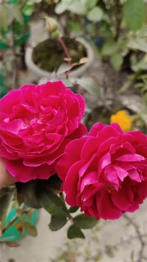 Shaguf official is live