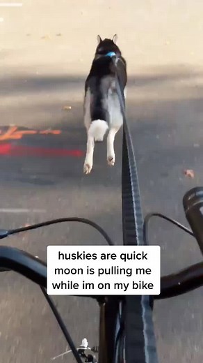Husky Pulls Owner on Bike! Amazing Dog Adventure