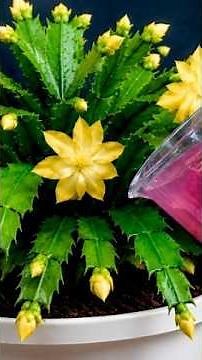 🌸Do This Once—Your Christmas Cactus Will Explode With Flowers!