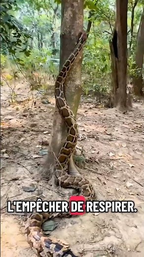 Le Python : Le Serpent Géant Qui Tue Sans Venin 🐍