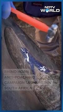 South Africa Country | Why South Africa Is Injecting Rhino Horns With Radioactive Isotopes