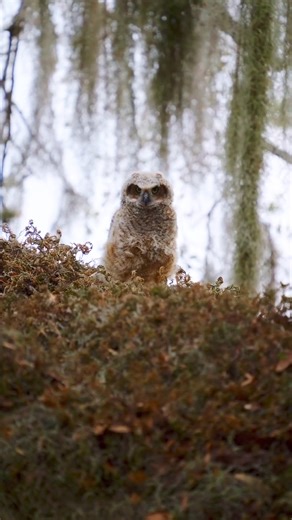 2.8K views · 103 reactions | Great Horned Owls are the largest of Florida's resident owl species. Owlets may leave the nest and climb on nearby branches at as young as 5 weeks old and begin to fly at around 10 weeks!⁠ ⁠ The statewide Florida Wildlife Corridor provides habitat connectivity for Florida’s diverse native species. ⁠  Aramis Booker | Florida Wildlife Corridor Foundation | Facebook