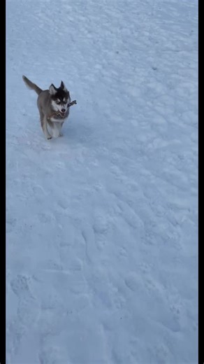 He grew up too fast🥺#husky #brownhusky #dogtiktok #fyp #foryoupage