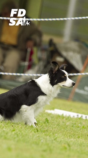 2.1K views · 30 reactions | What do you do when your agility...