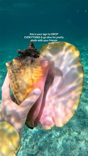 Shells over responsibilities 🐚 #shelling #florida #seashells