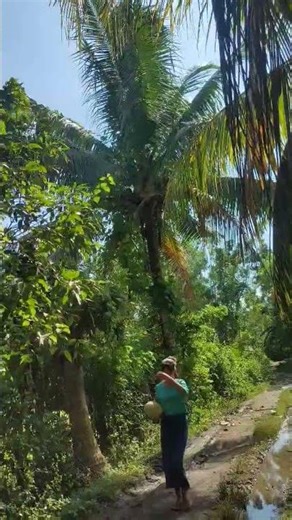 Harvesting old coconuts during the day☺️#fruit#visitani#gardening
