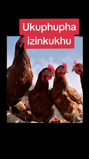 Ukuphupha Izinkukhu: Izincazelo Egcwele