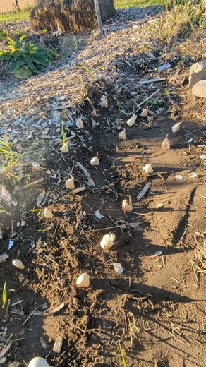 It’s garlic planting season, at least in our area, where warmer weather has been hanging around for the past month. 🧄Luckily, we managed to get our garlic planted right before the first snowstorm rolled in. Who has already planted garlic or plans to? The HandsOn Gloves 🧤 make breaking apart garlic heads incredibly easy with their great grip and flexibility. Digging, prepping the beds, and getting everything in the ground feels so much smoother with them on. Let us know in the comments where yo