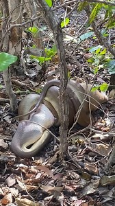 10K views · 66 reactions | Animal Channel Videos on Reels | Facebook