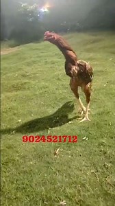 kerla sound#aseelmurga nice view follow me guys