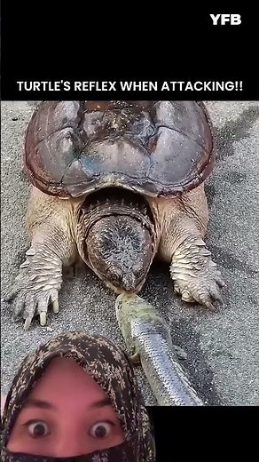 Turtle with amazing reflex catches food fast 🐢⚡
